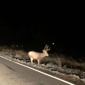 Meet your Posher, Dylan